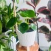 Peperomia plants de interior