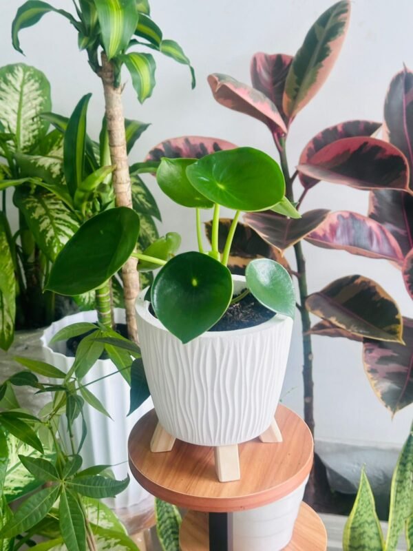 Peperomia plants de interior