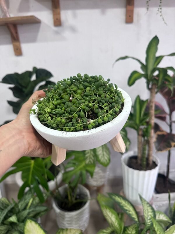 camándula y maceta